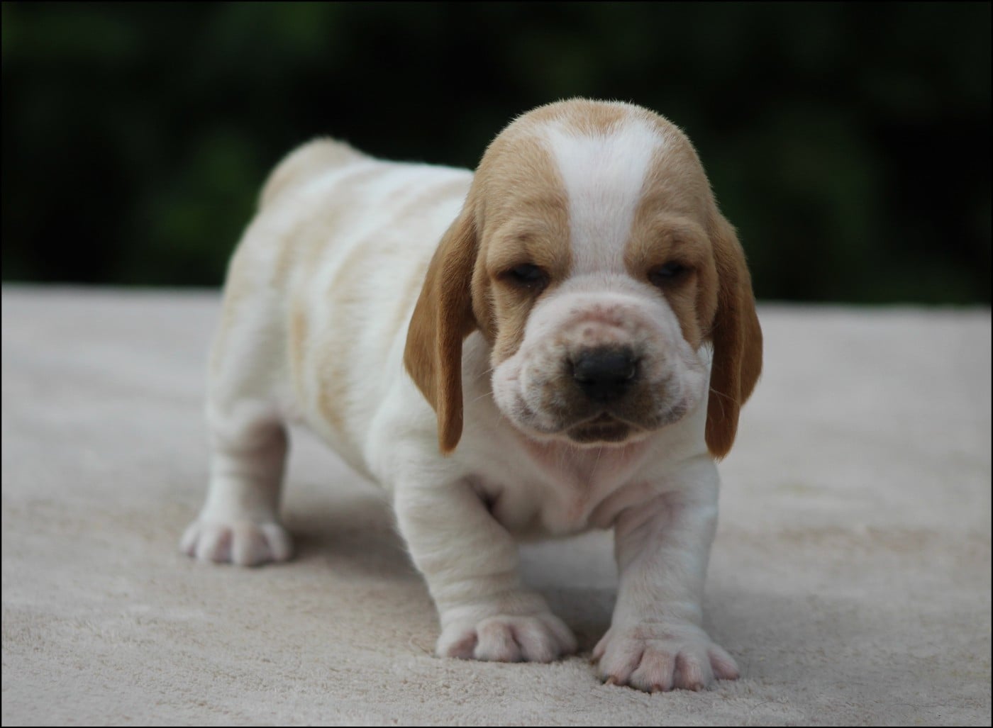 CHIOT 4