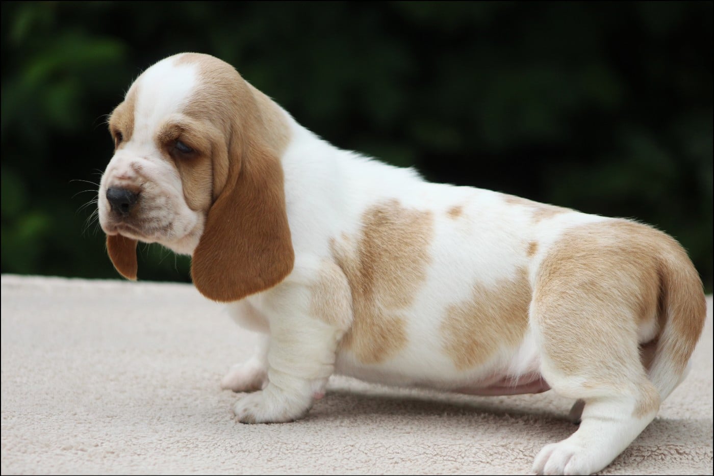 CHIOT 2