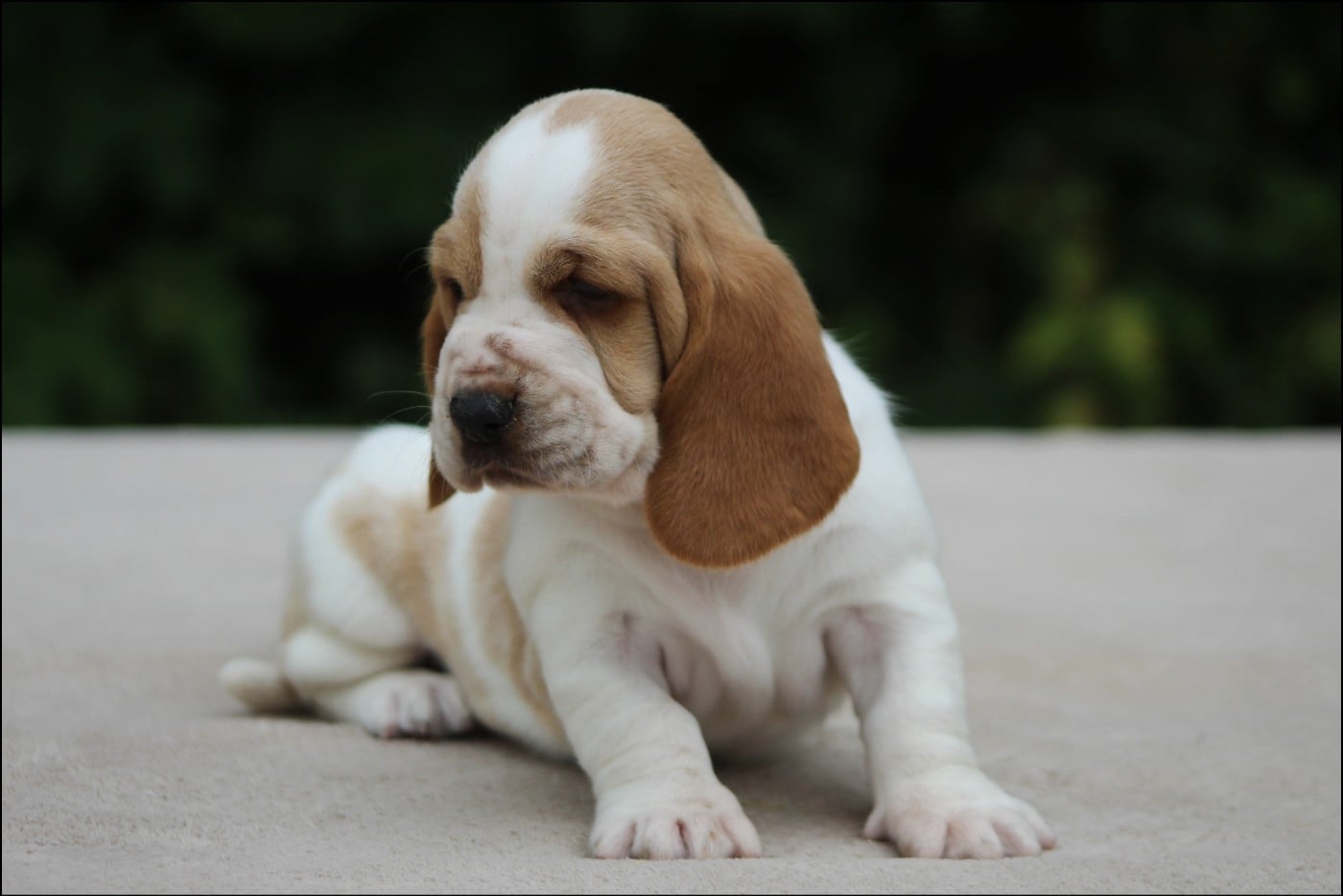 CHIOT 2