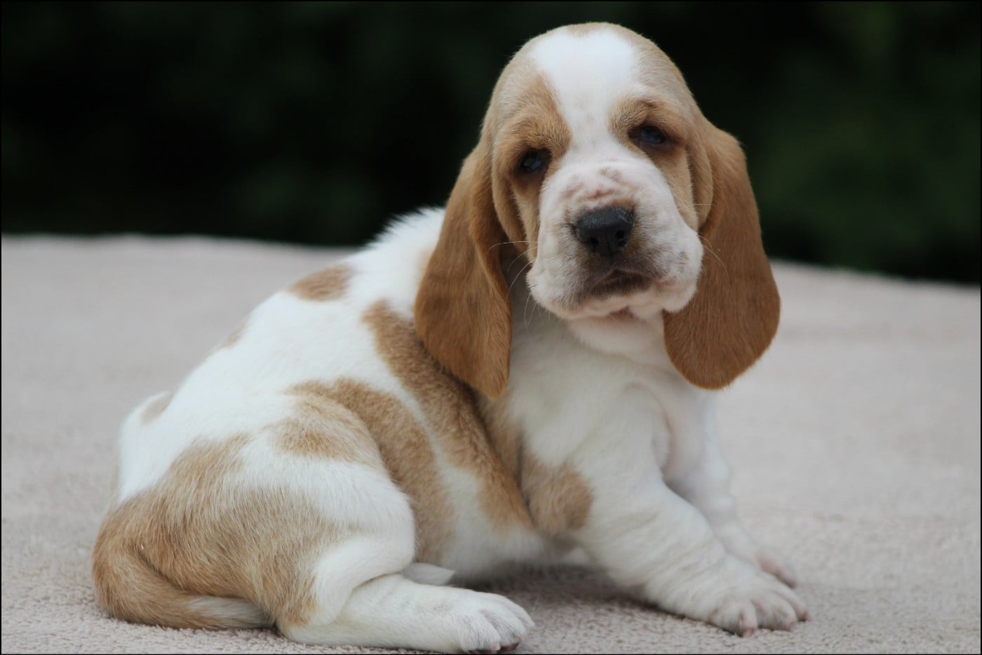 CHIOT 2