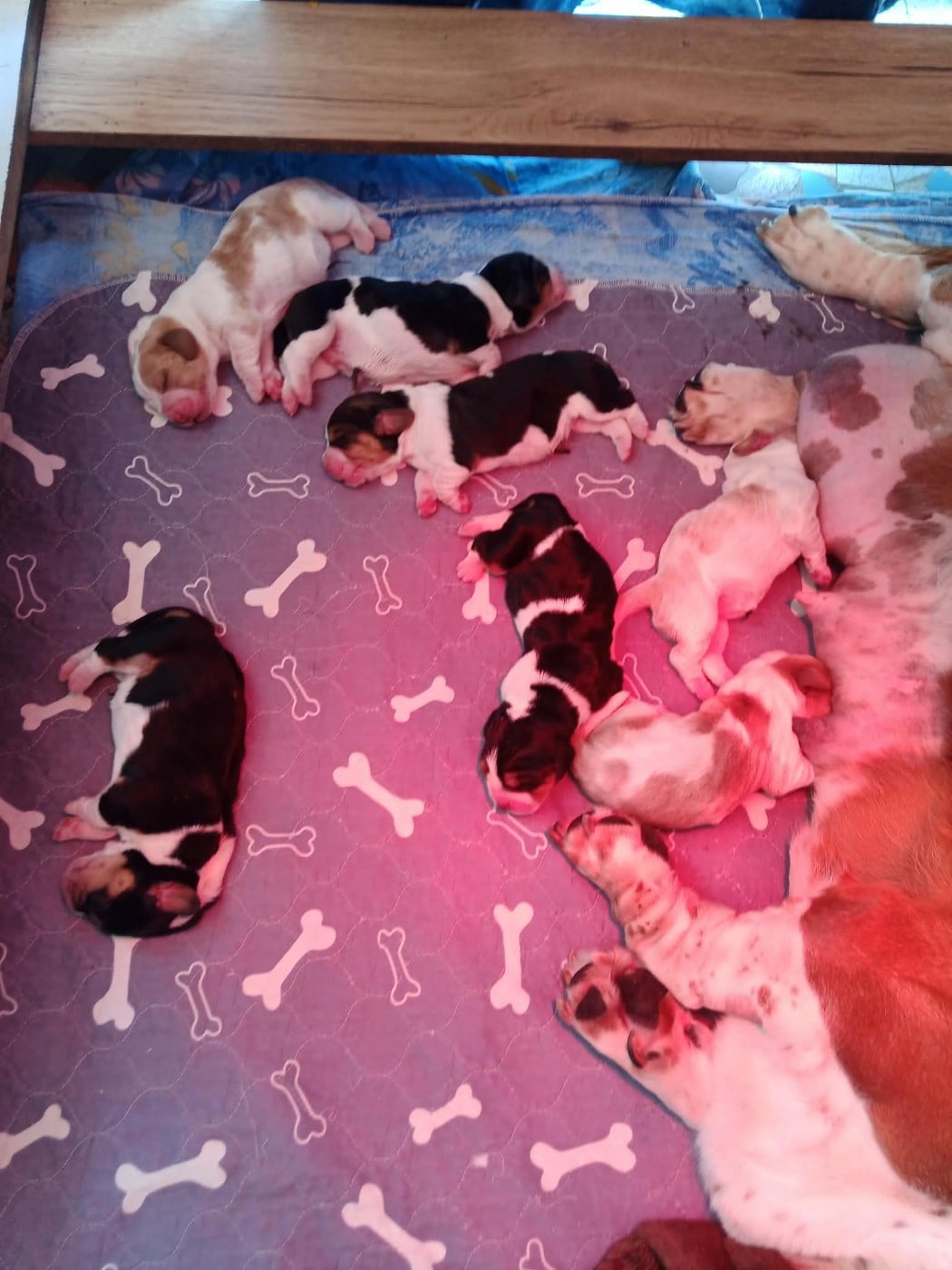 Basset Hound - De La Flamme Sacrée D'Hestia