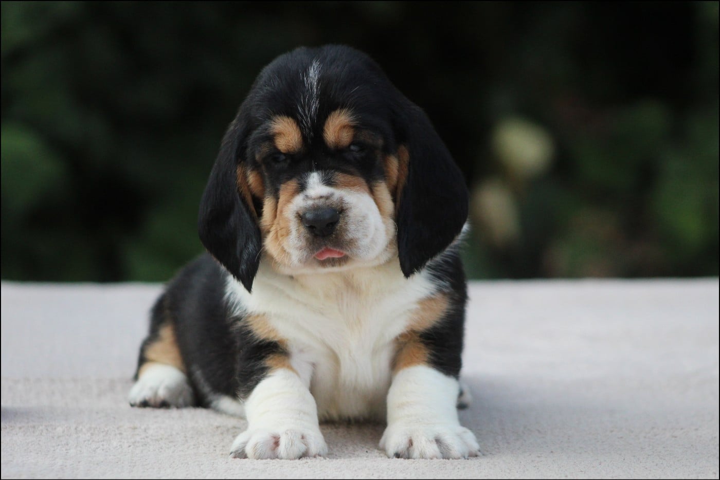 Basset Hound - De La Flamme Sacrée D'Hestia