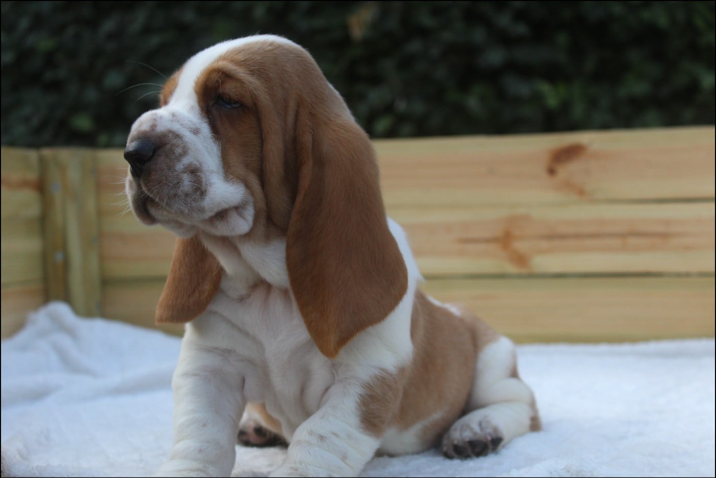 CHIOT 1