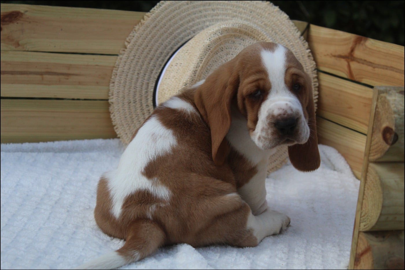 CHIOT 1