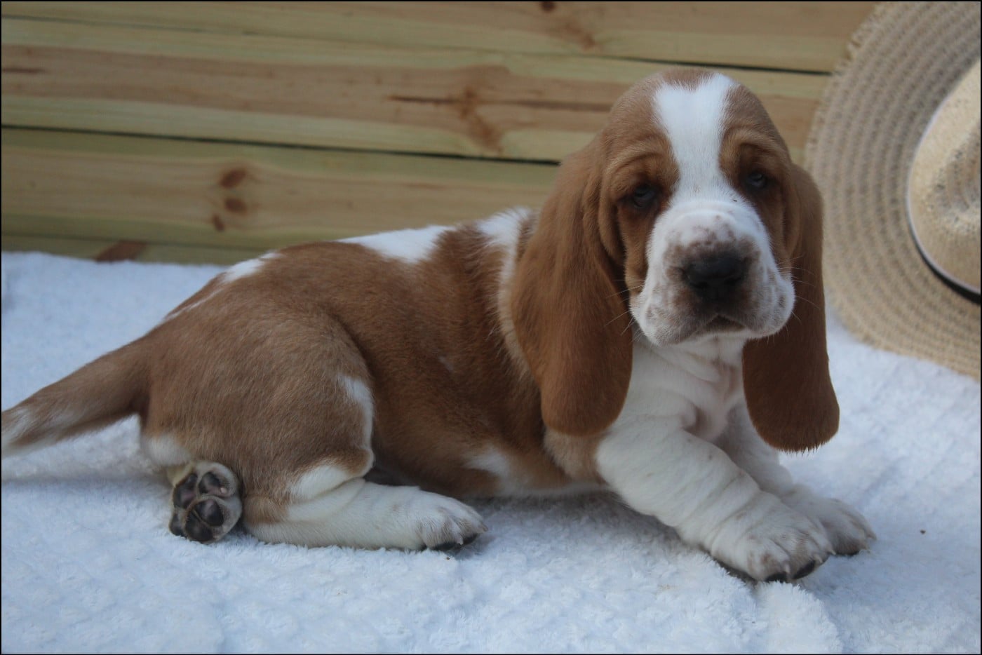 CHIOT 1