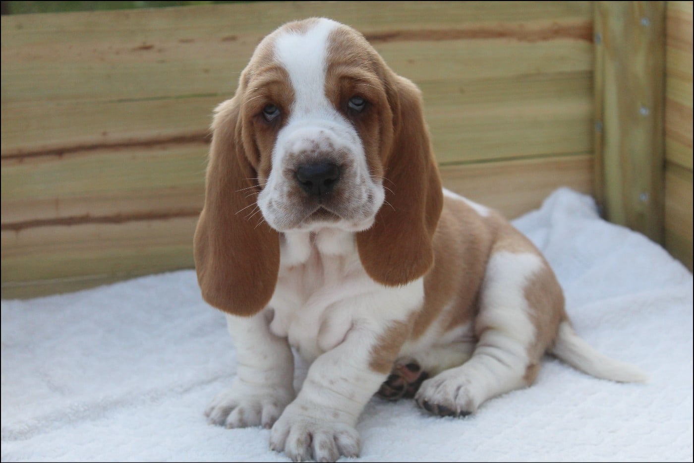 CHIOT 1