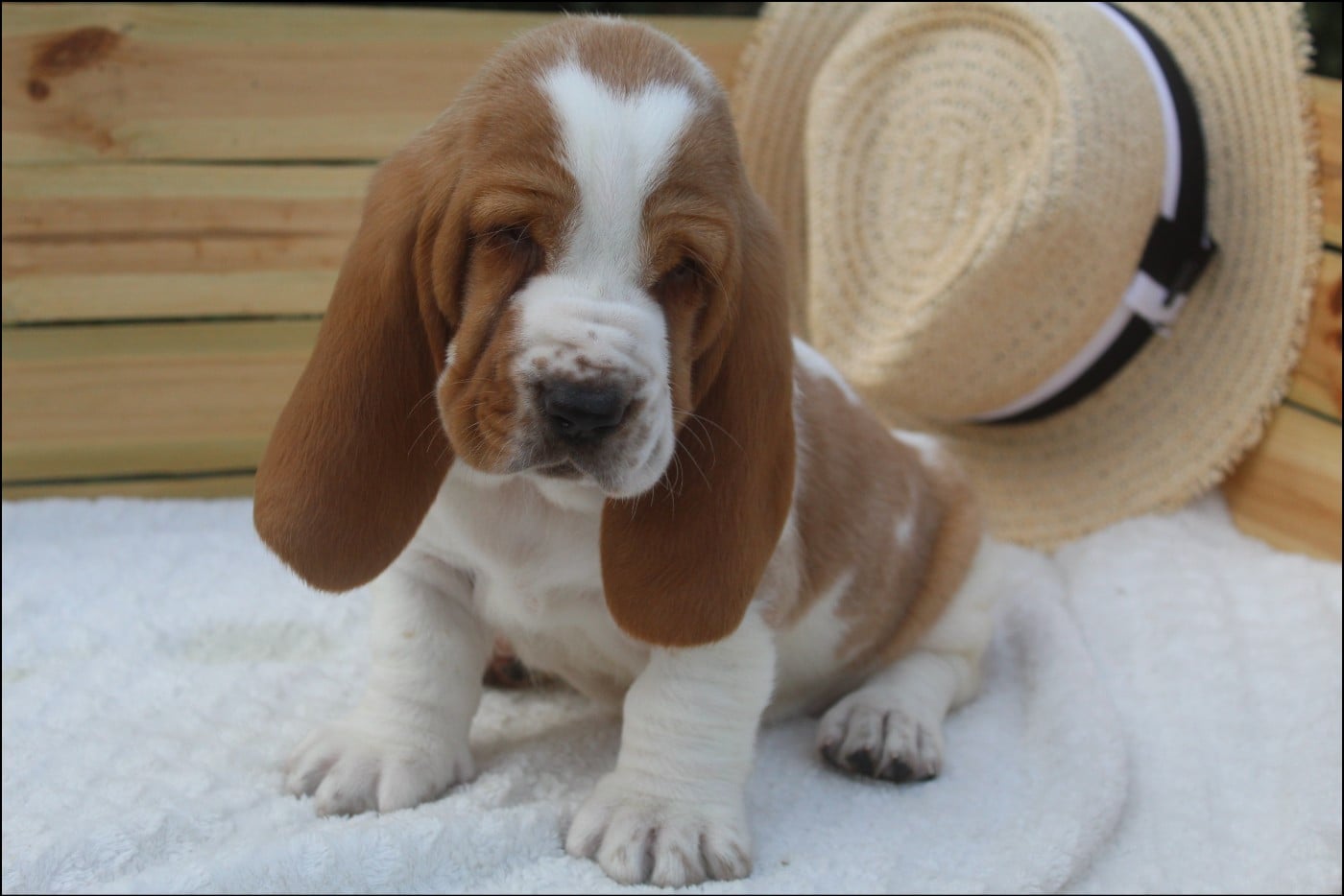 CHIOT 4