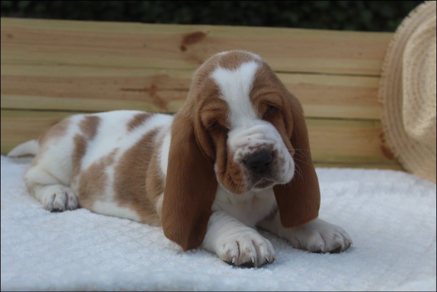 CHIOT 4
