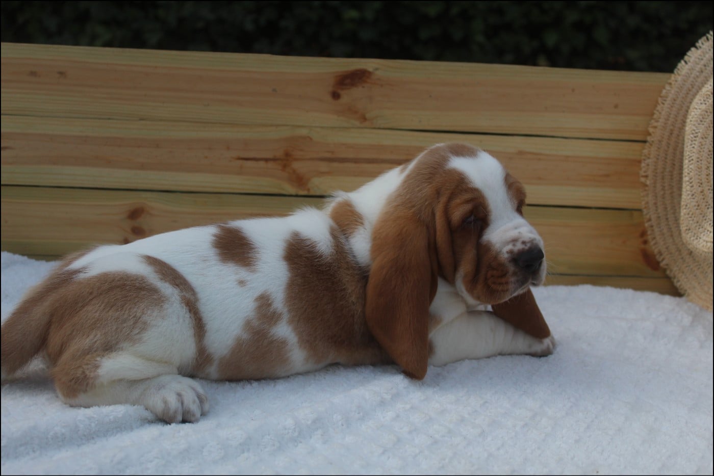 CHIOT 4