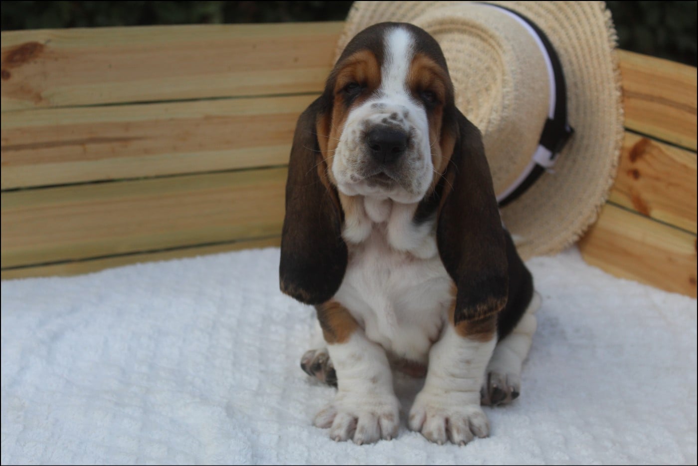 CHIOT 5