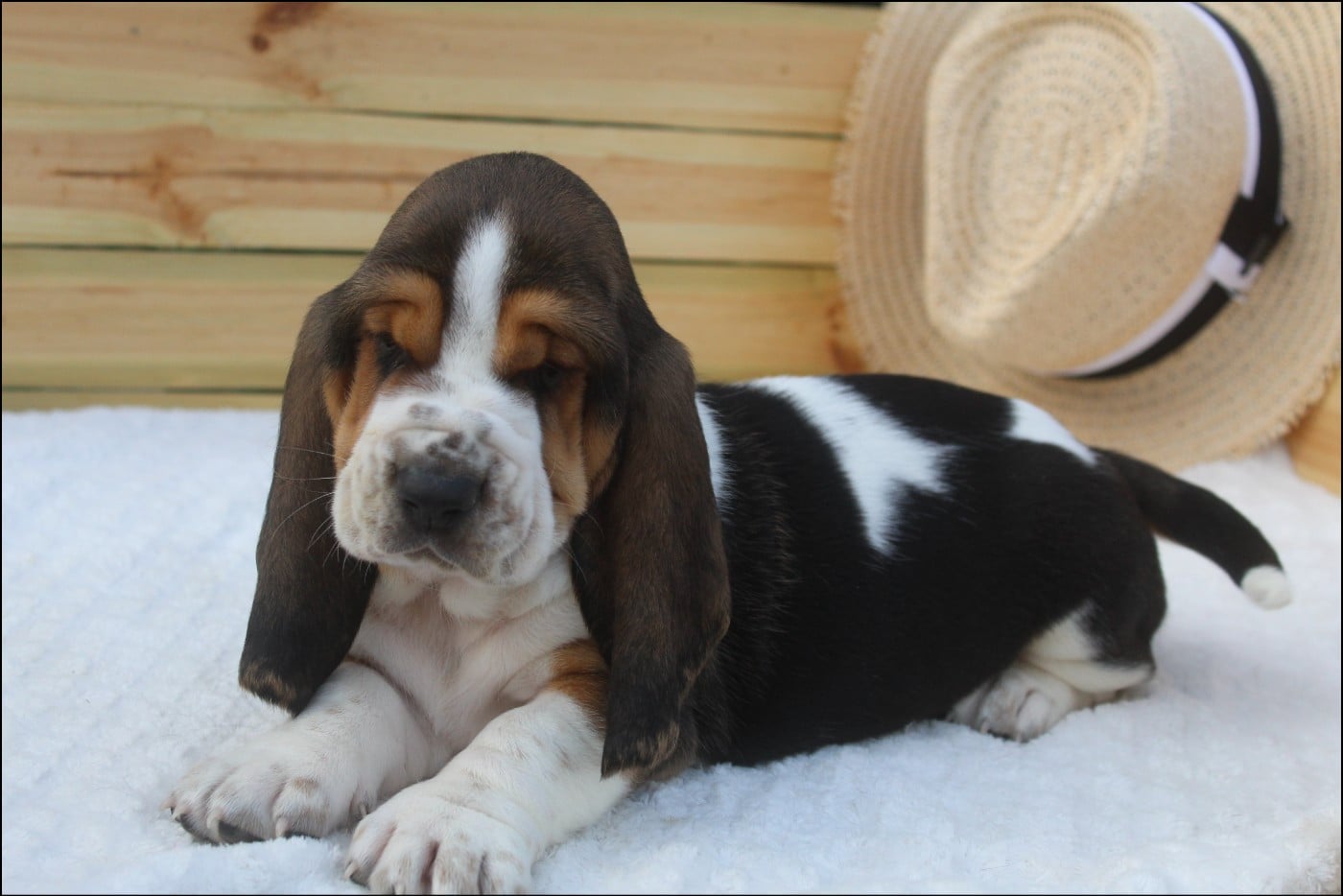 CHIOT 5