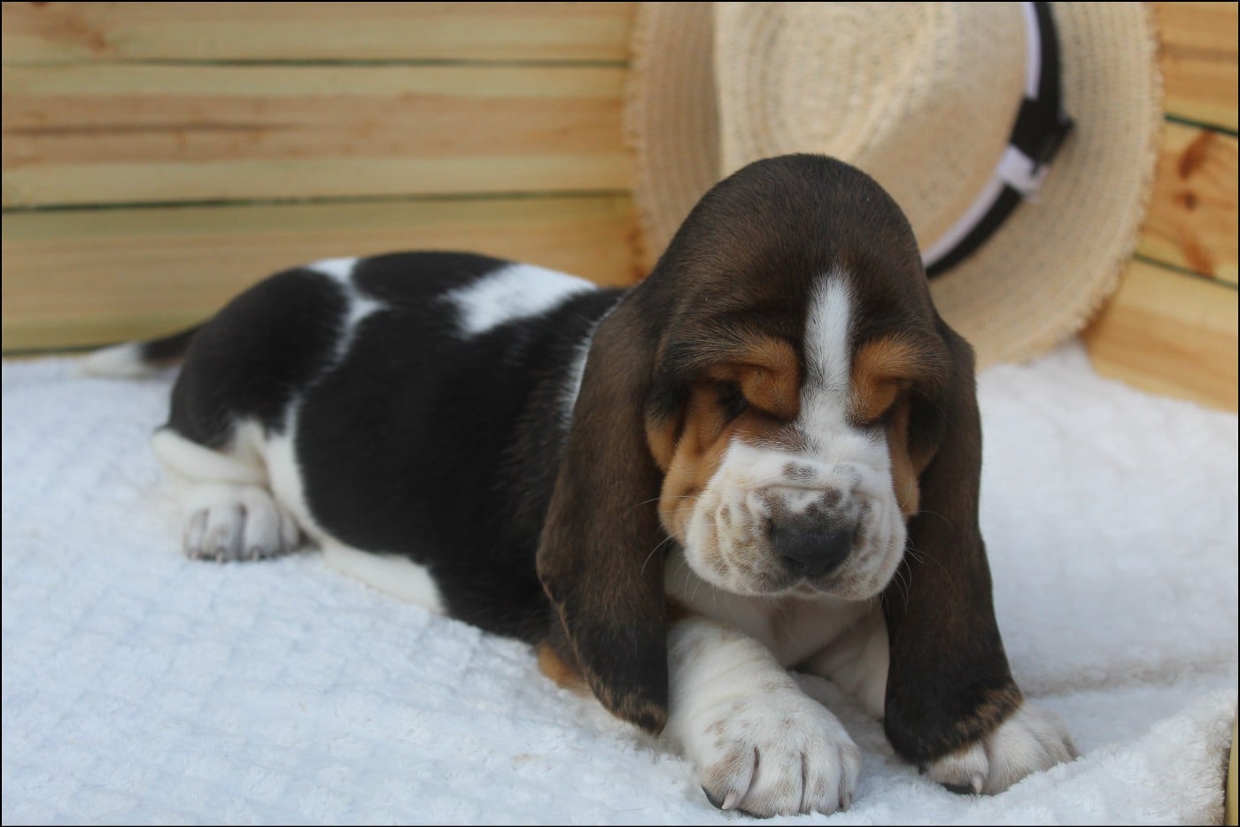 CHIOT 5