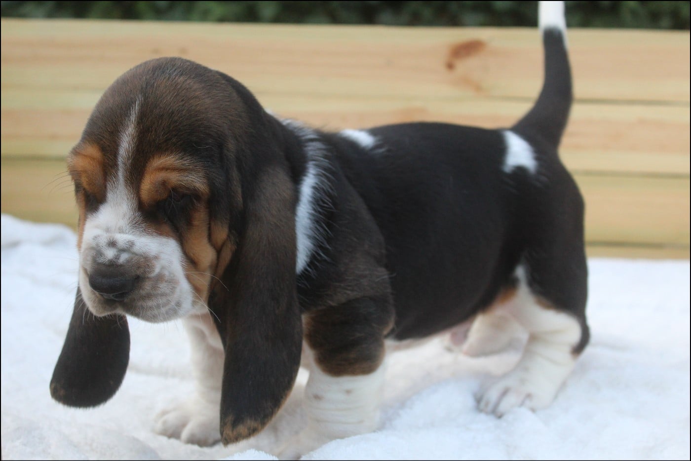 CHIOT 7