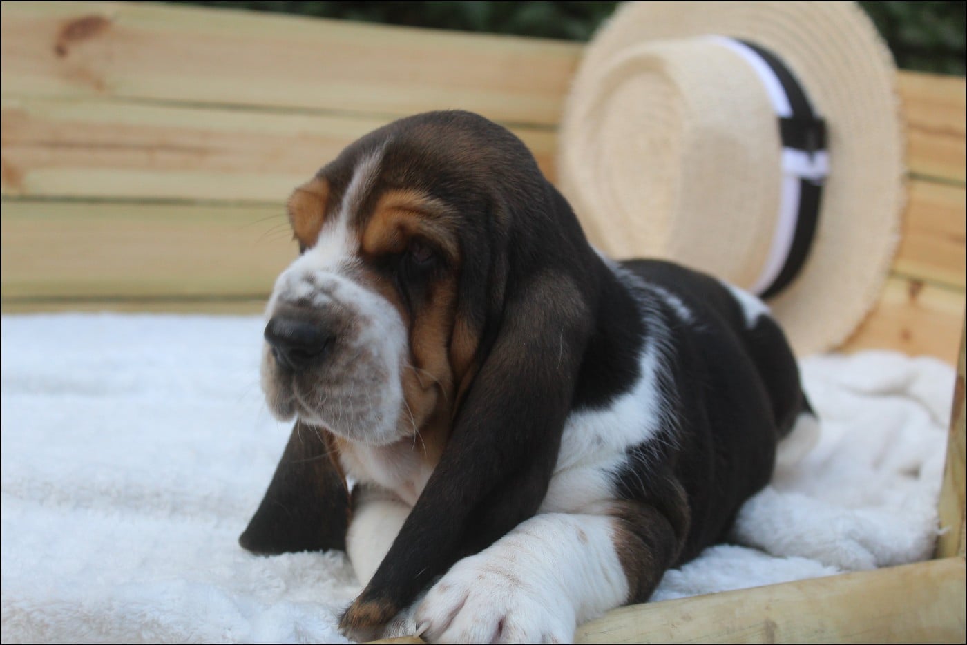 CHIOT 7