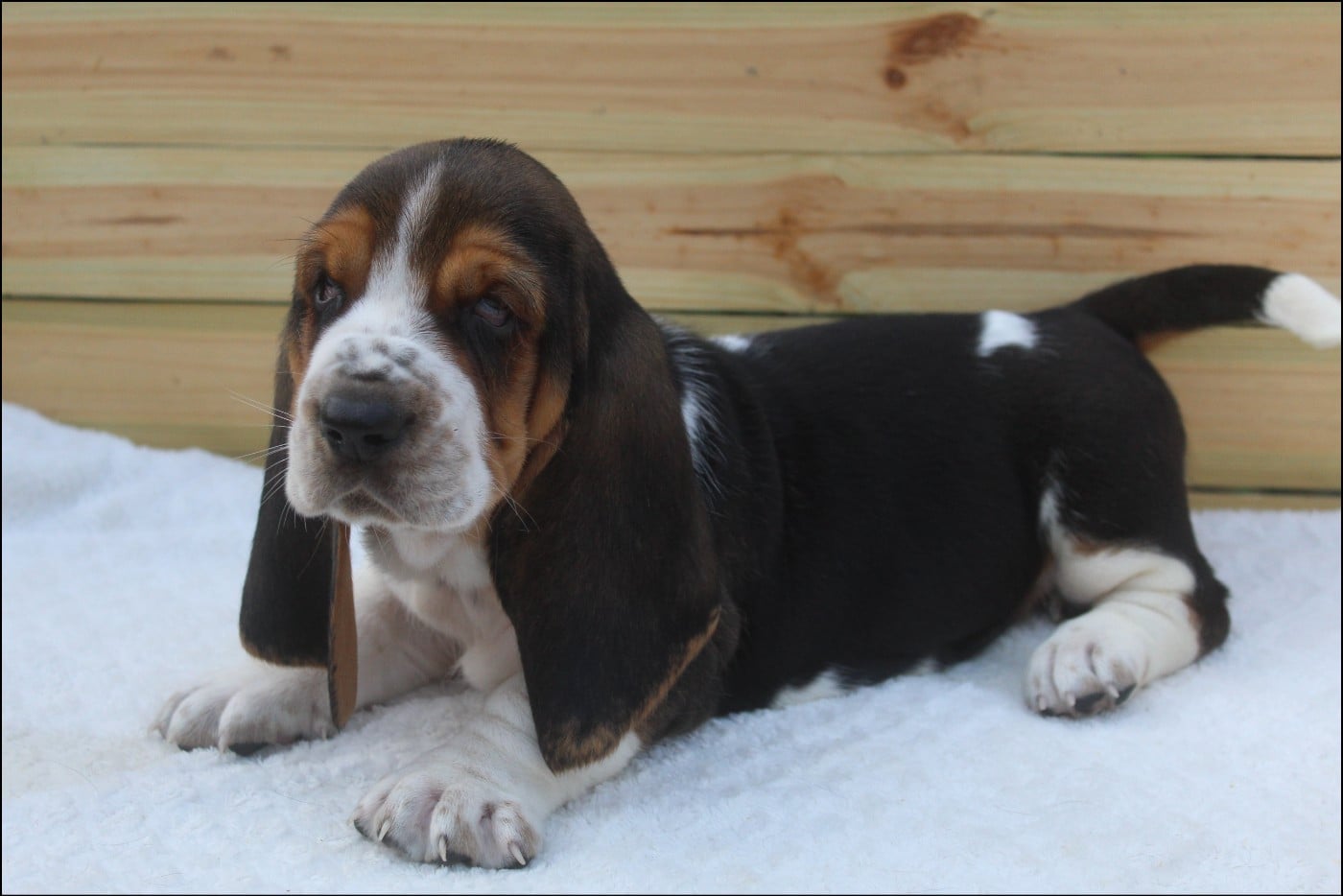 CHIOT 7