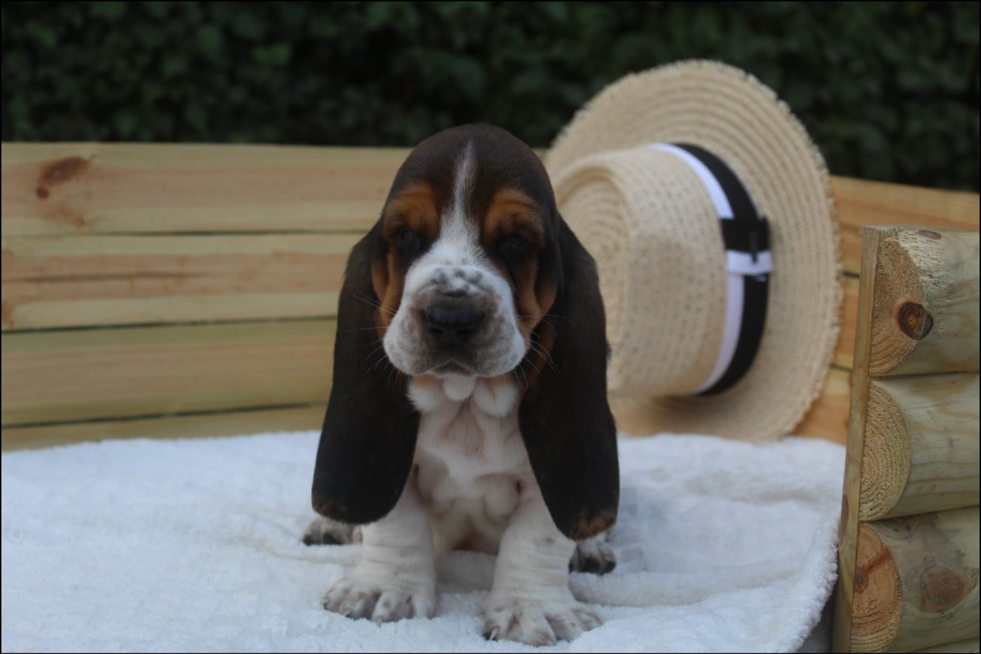 CHIOT 7