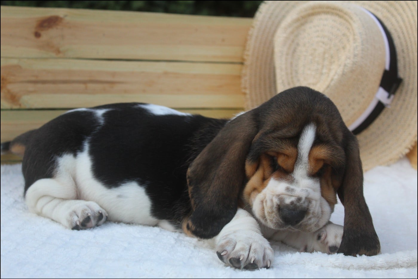 Basset Hound - De La Flamme Sacrée D'Hestia