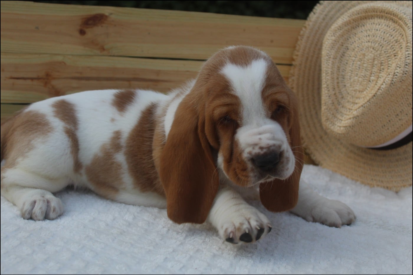 CHIOT 4