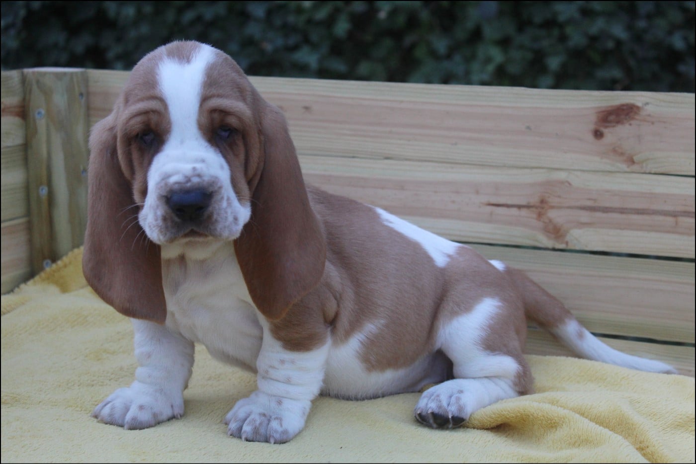 CHIOT 1