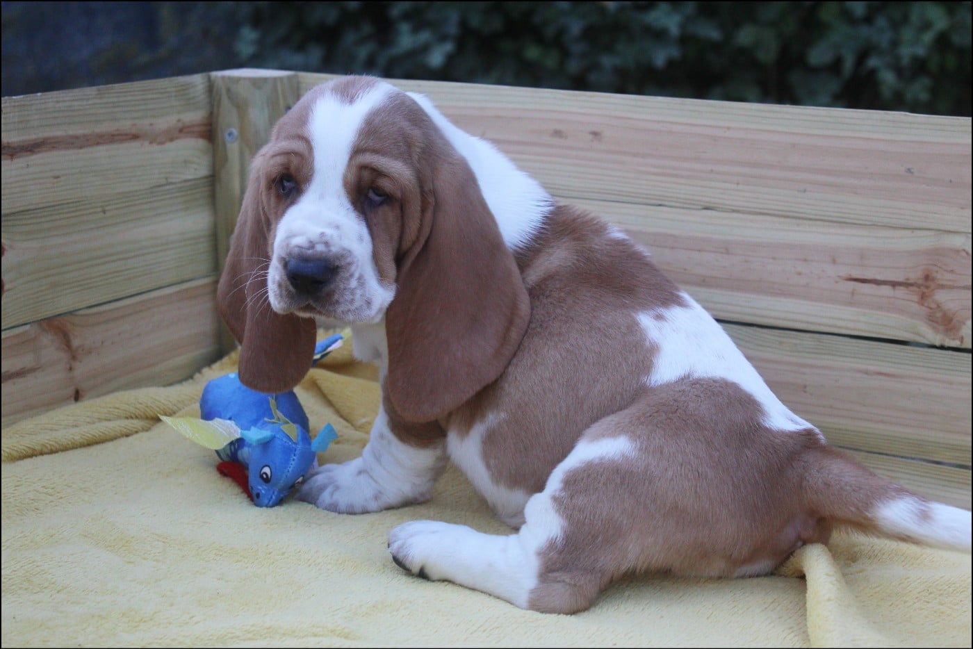 CHIOT 1
