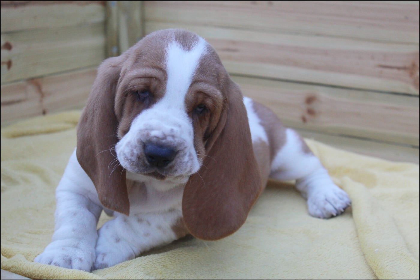 CHIOT 1