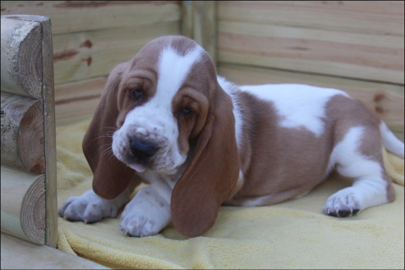 CHIOT 1