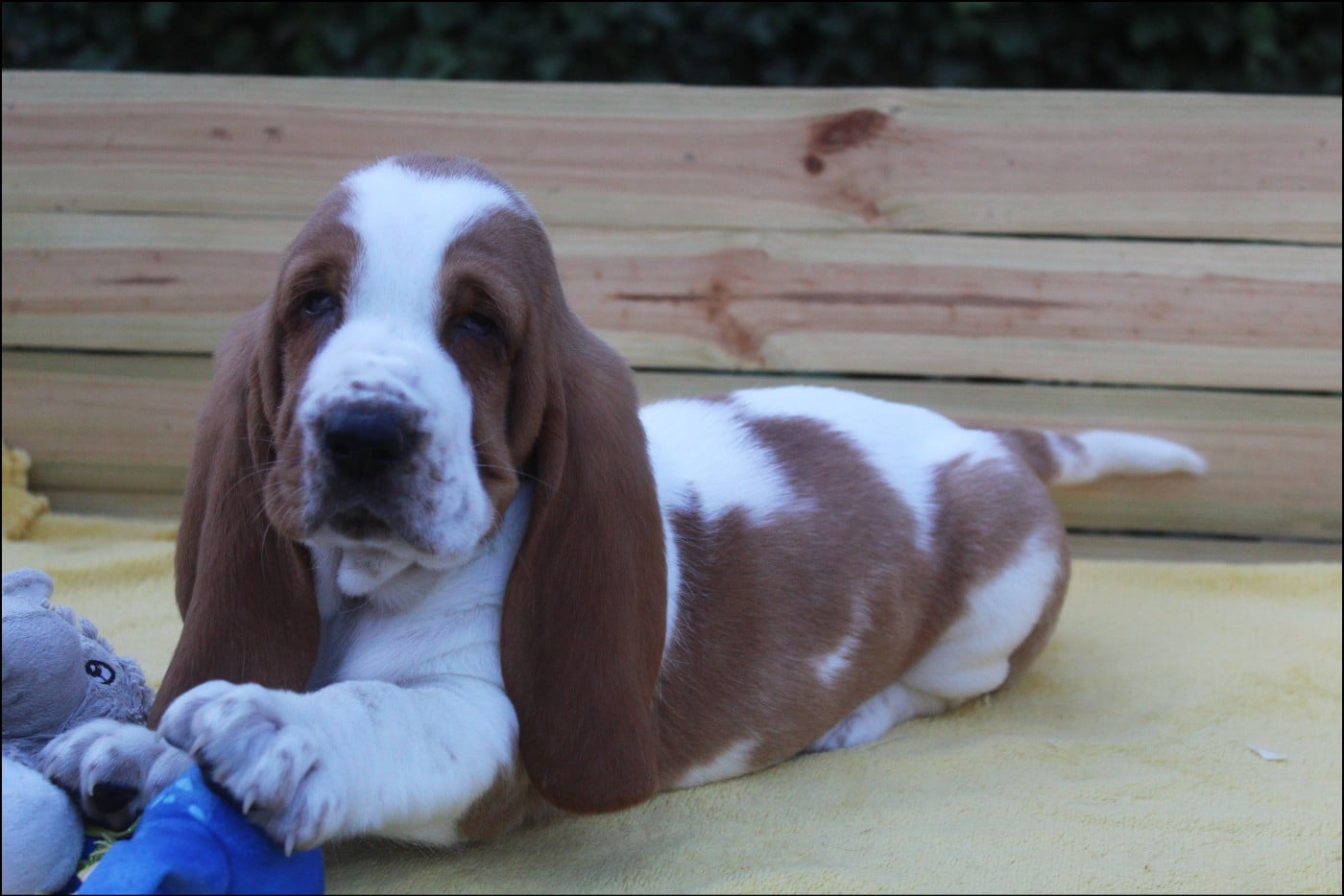 CHIOT 4