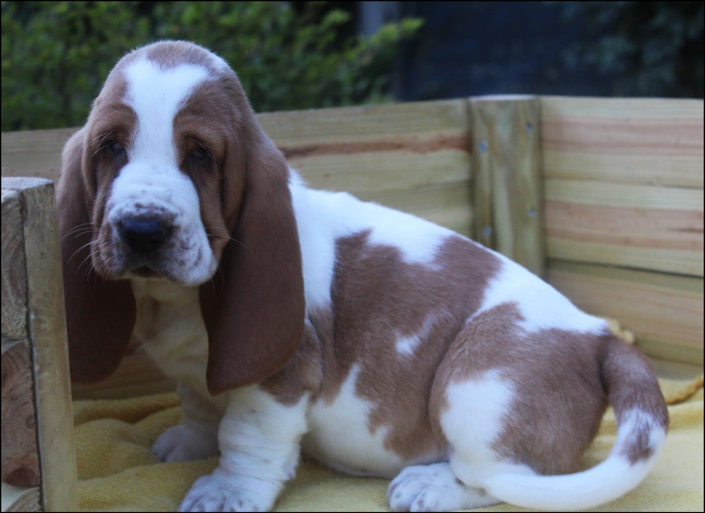 CHIOT 4