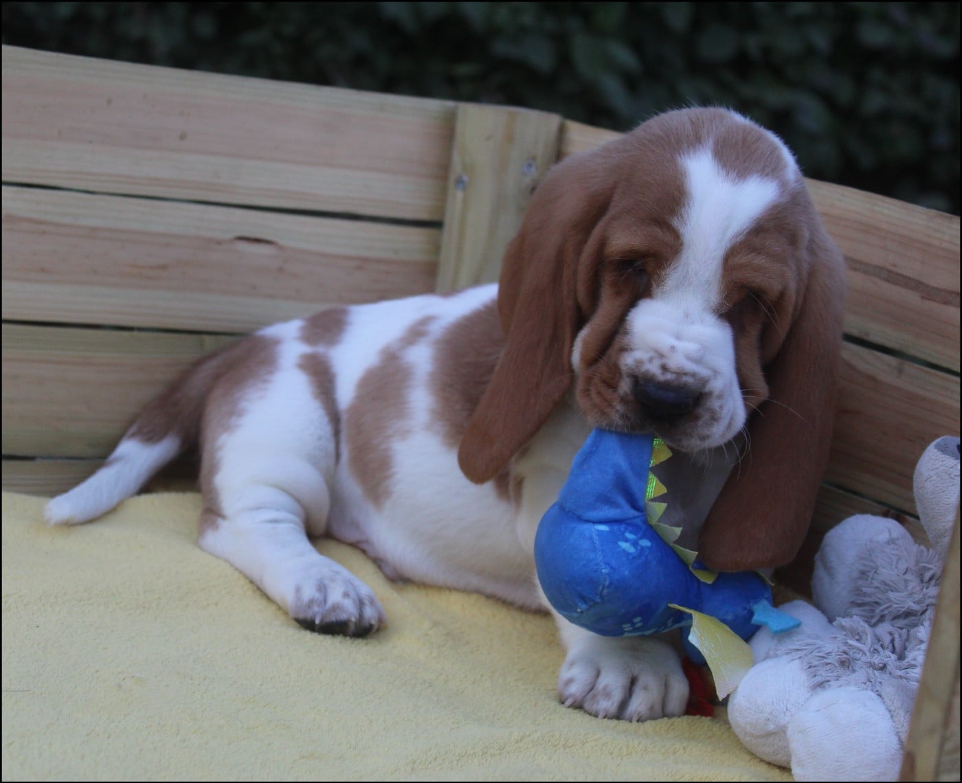 CHIOT 4