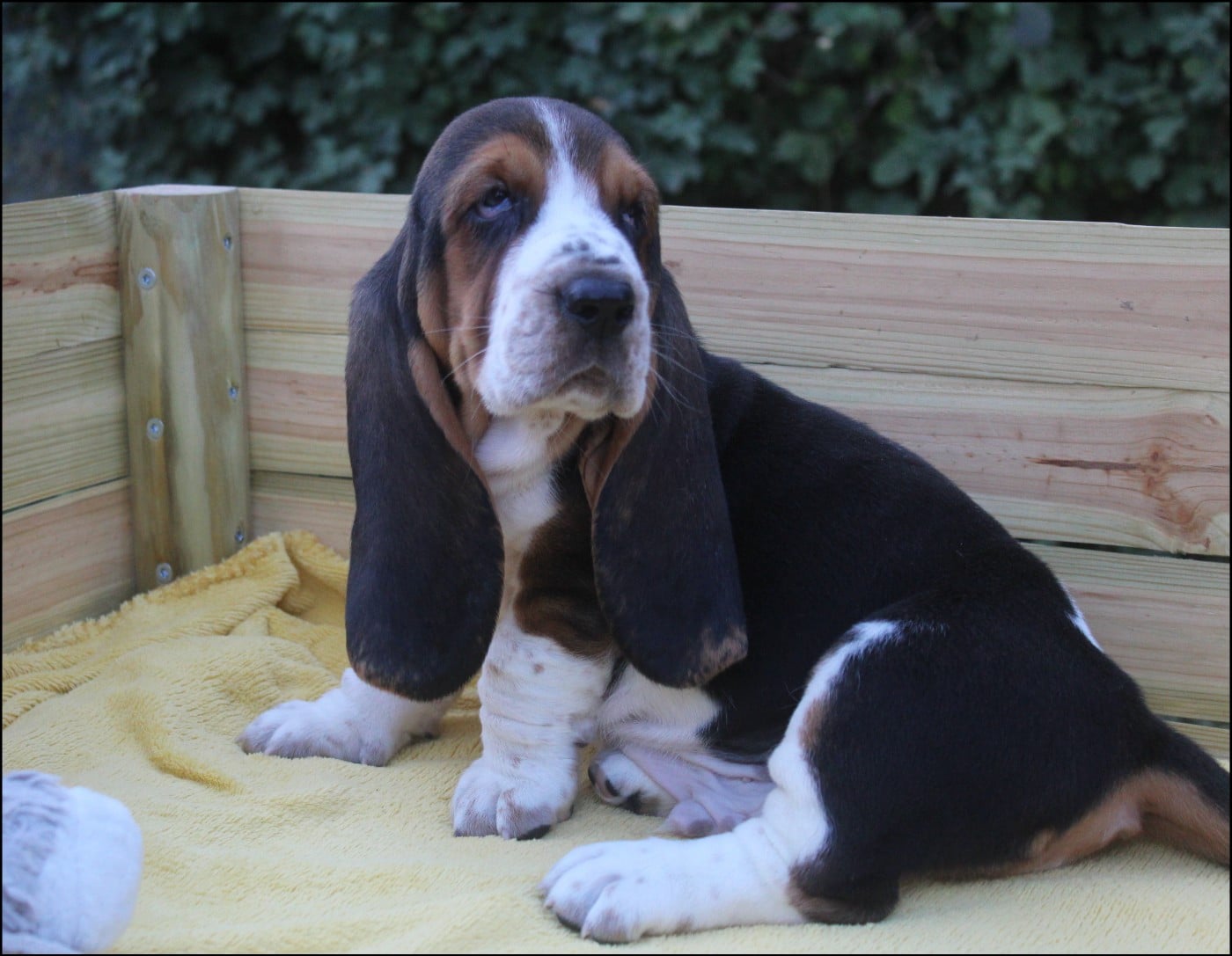CHIOT 7