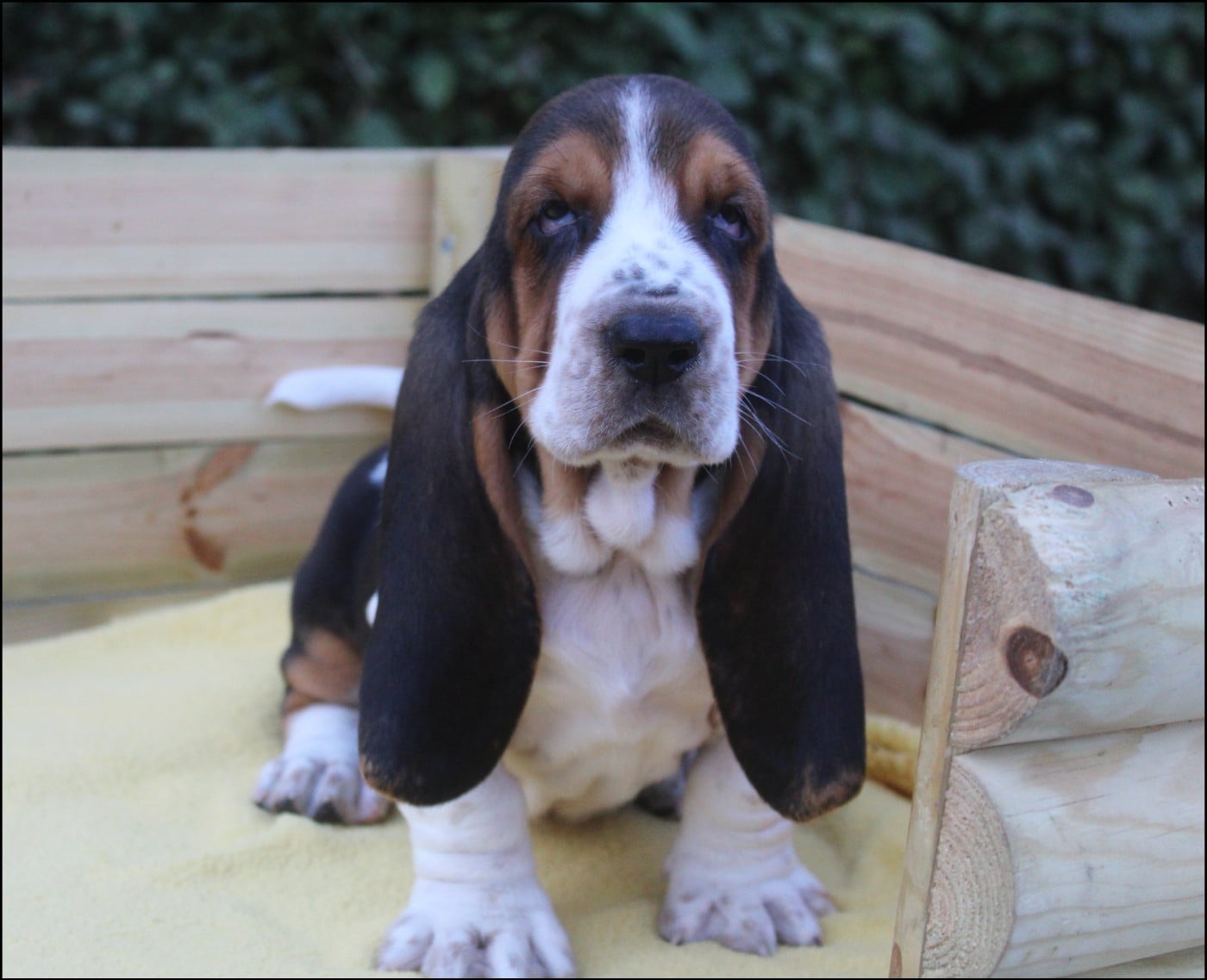 CHIOT 7