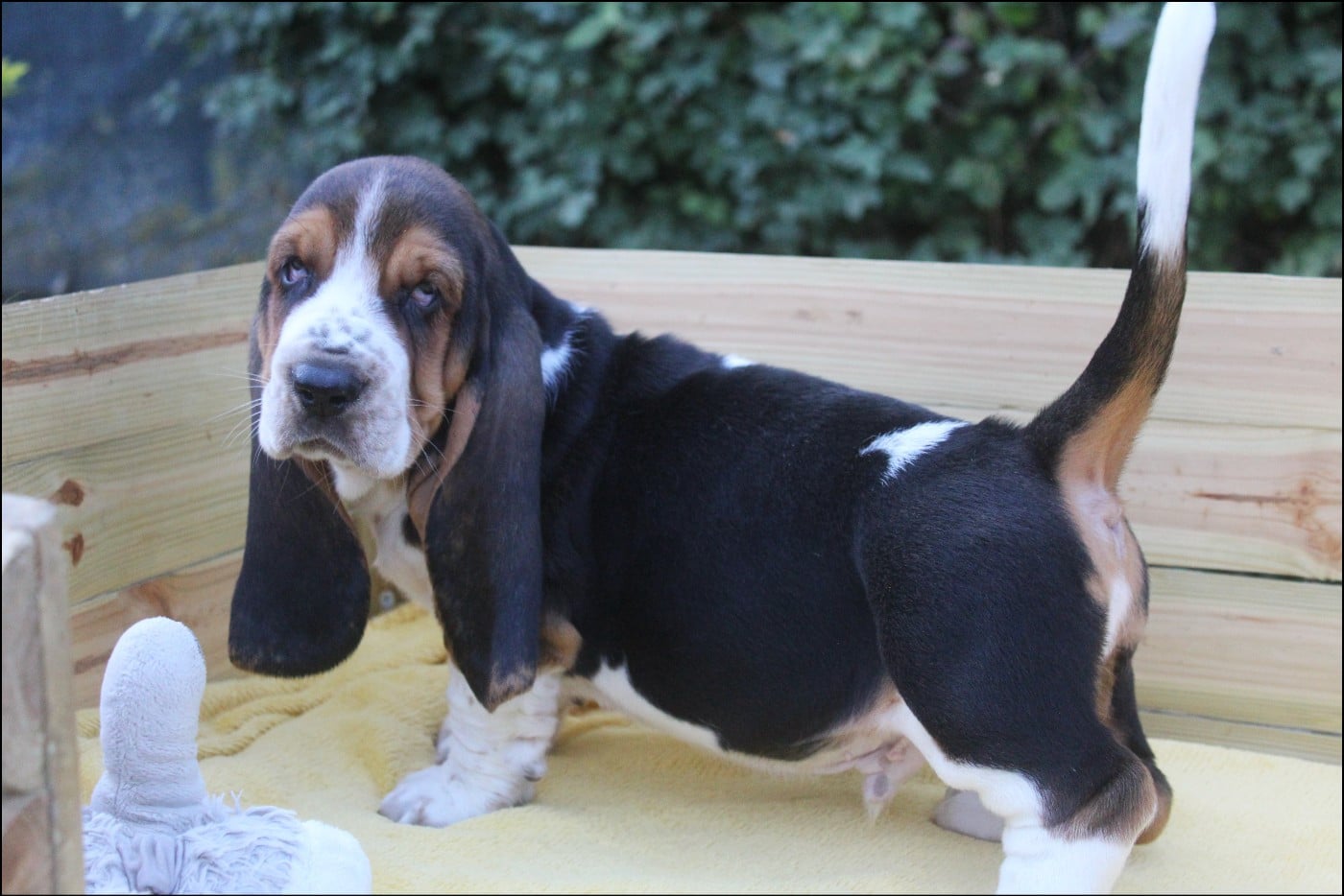 CHIOT 7
