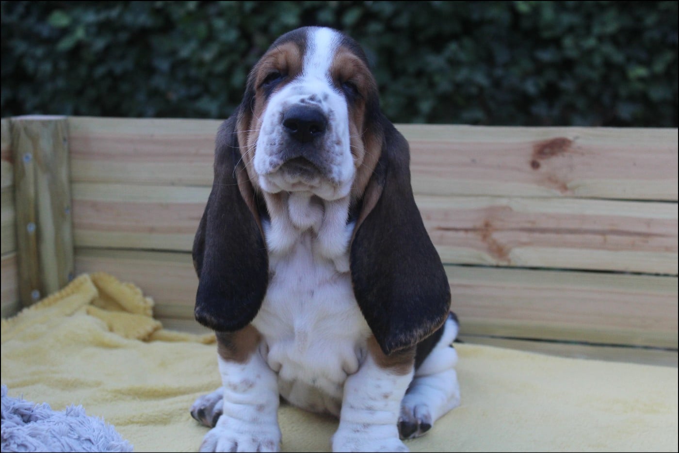 Bredouille