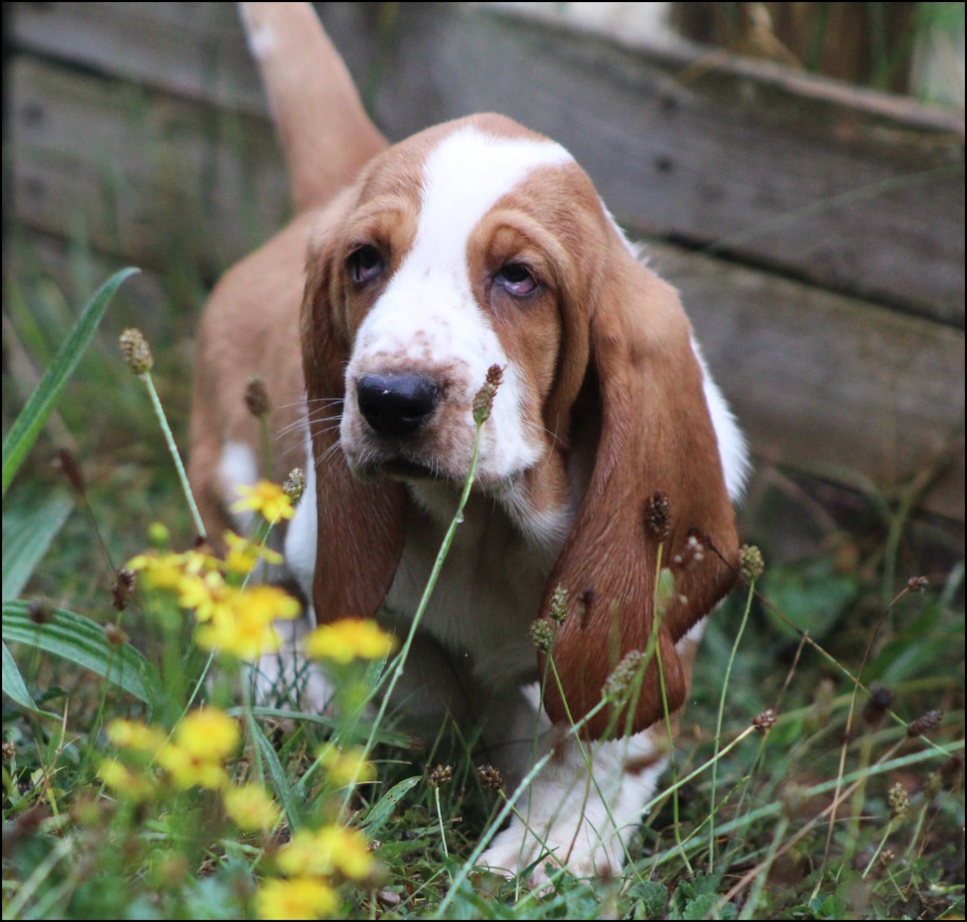 Basset Hound - De La Flamme Sacrée D'Hestia