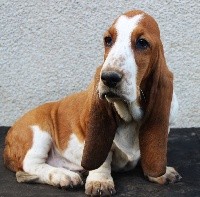 De La Flamme Sacrée D'Hestia - Basset Hound - Portée née le 05/08/2018