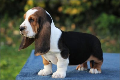 Les chiots de Basset Hound