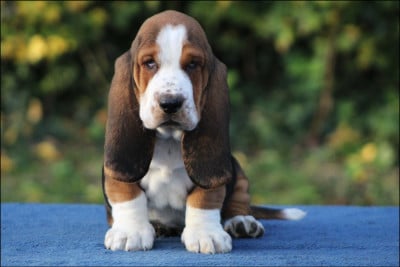 Les chiots de Basset Hound