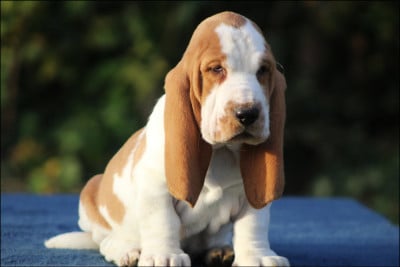 Les chiots de Basset Hound