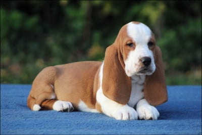 Les chiots de Basset Hound