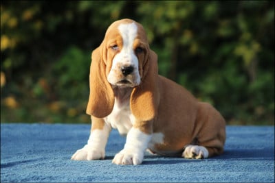 Les chiots de Basset Hound