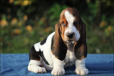 Les chiots de Basset Hound