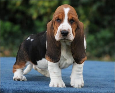 Les chiots de Basset Hound
