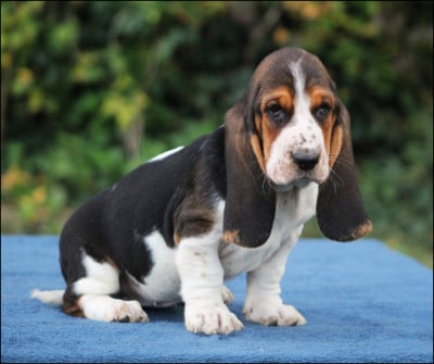 Les chiots de Basset Hound