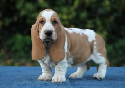 Les chiots de Basset Hound