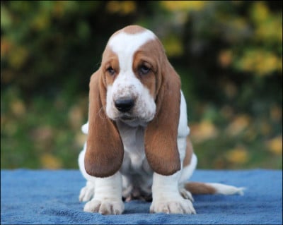 Les chiots de Basset Hound