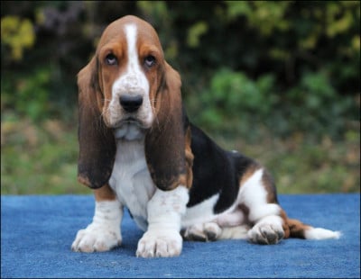 Les chiots de Basset Hound