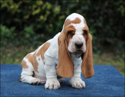 Les chiots de Basset Hound