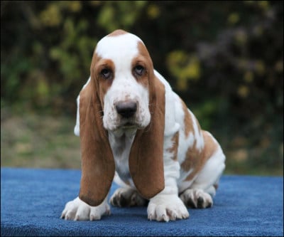 Les chiots de Basset Hound