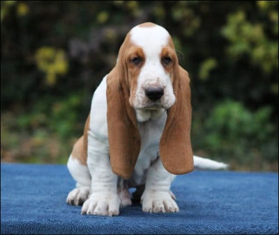 Les chiots de Basset Hound
