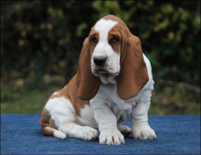 Les chiots de Basset Hound